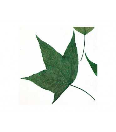 FLORES SECAS PRENSADAS 1979 HOJAS ARCE VERDE