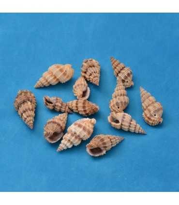 CONCHAS ESPIRAL 10-12 x 19-35 x7-9 MM 25 UD APROX.