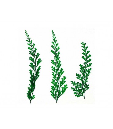 FLORES SECAS PRENSADAS 1962 SLIM FERN VERDE